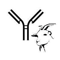 Anti-goat monoclonal antibody 7C2B (clone CD8?)