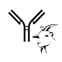 Anti-goat monoclonal antibody TH17A (clone CD47)