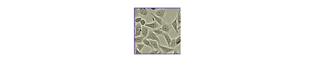 Des cultures de cellules